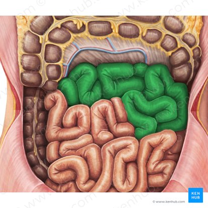 Yeyuno (Jejunum); Imagen: Irina Münstermann