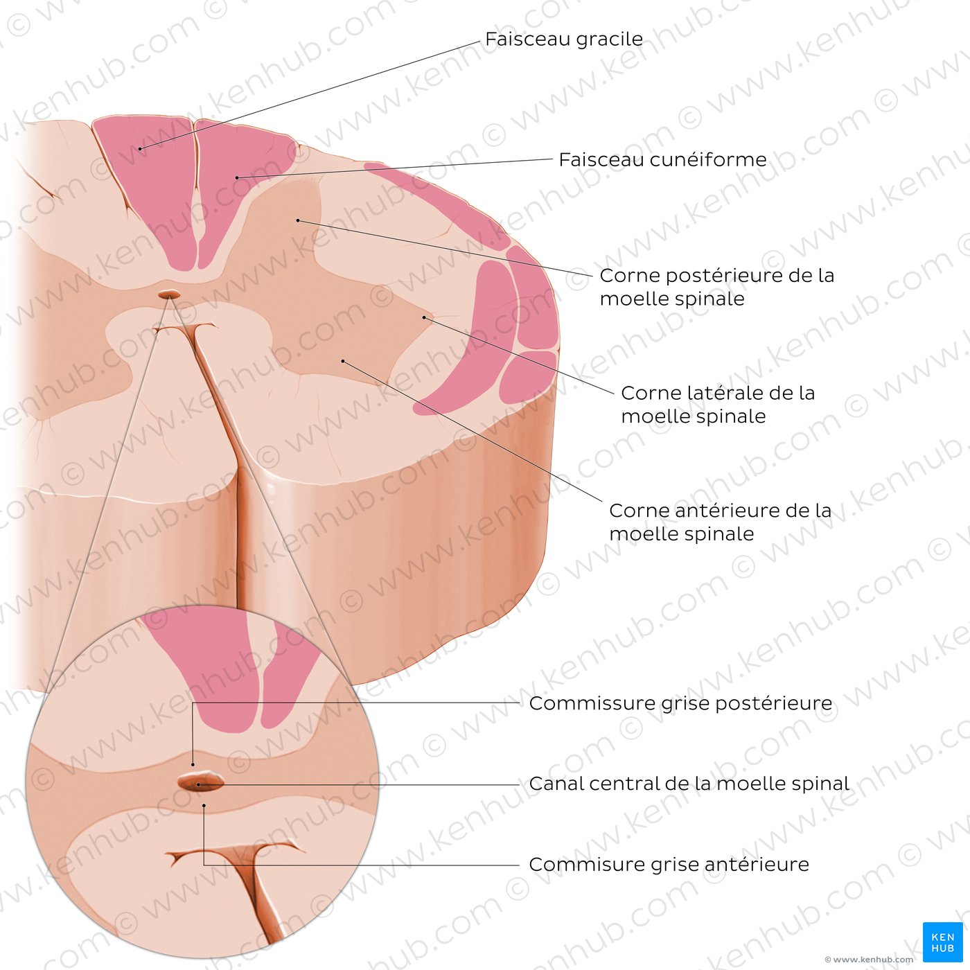 Spinal cord: Cross section (Internal morphology)