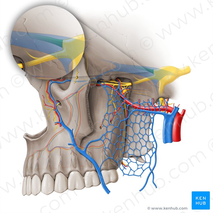 Ophthalmic nerve (Nervus ophthalmicus); Image: Paul Kim