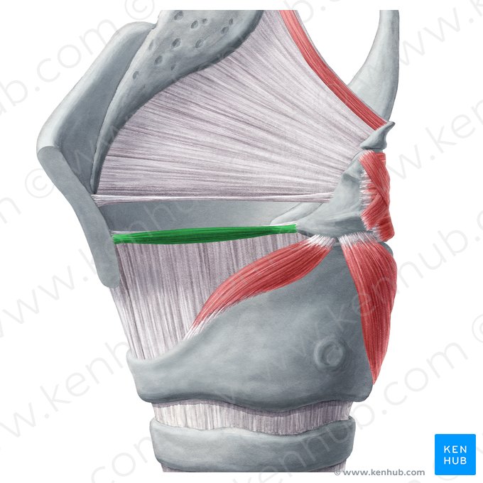 Músculo vocal (Musculus vocalis); Imagem: Yousun Koh