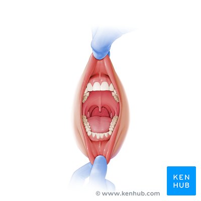 Cavidade oral - vista anterior