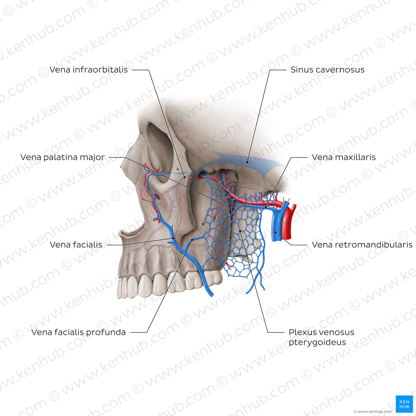 Venen der Fossa pterygopalatina