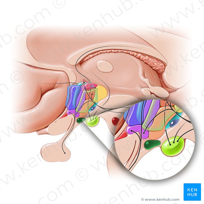 Núcleo arcuato del hipotálamo (Nucleus arcuatus hypothalami); Imagen: Paul Kim