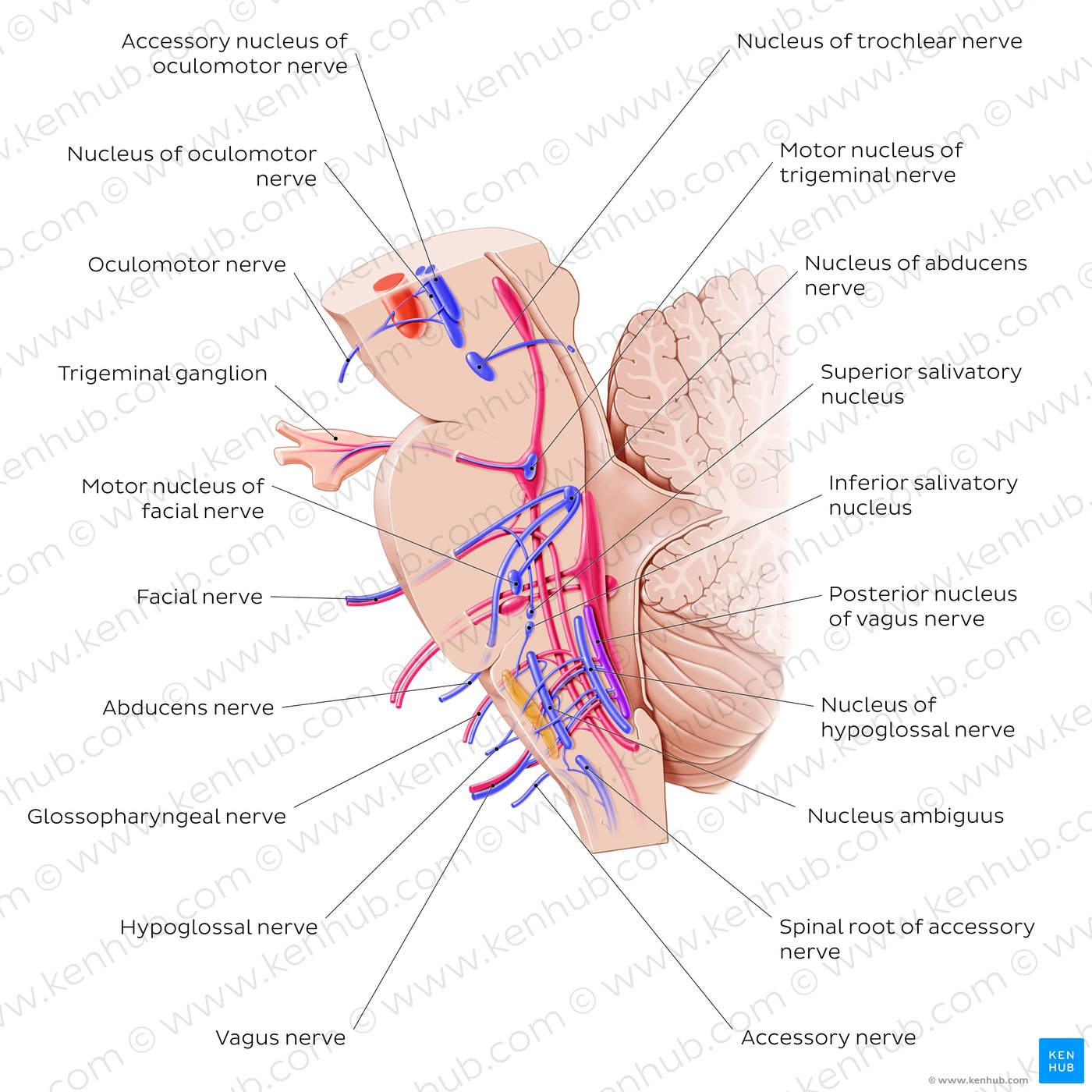 Cranial nerve nuclei - sagittal view (efferent)