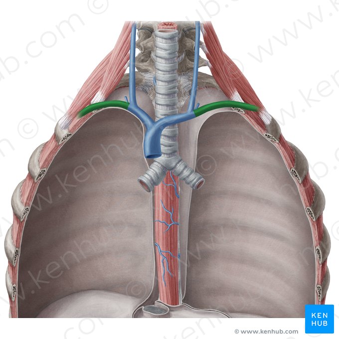 Subclavian vein (Vena subclavia); Image: Yousun Koh