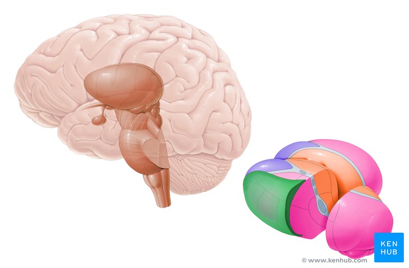 Thalamic reticular nucleus