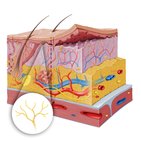 Thermoreceptors