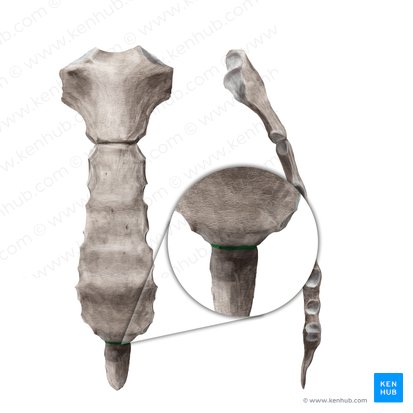 Sínfisis xifoesternal (Synchondrosis xiphosternalis); Imagen: Begoña Rodriguez