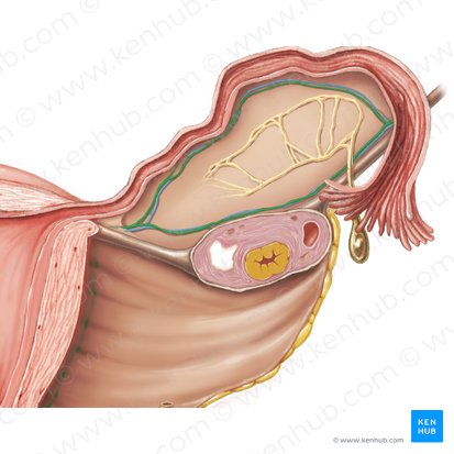 Arteria ovarica (Eierstockarterie); Bild: Samantha Zimmerman