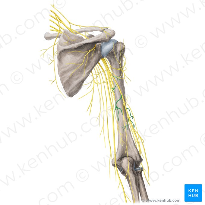 Ramos musculares do nervo radial (Rami musculares nervi radialis); Imagem: Yousun Koh