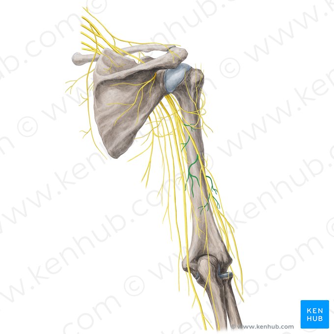 Rameaux musculaires du nerf radial (Rami musculares nervi radialis); Image : Yousun Koh