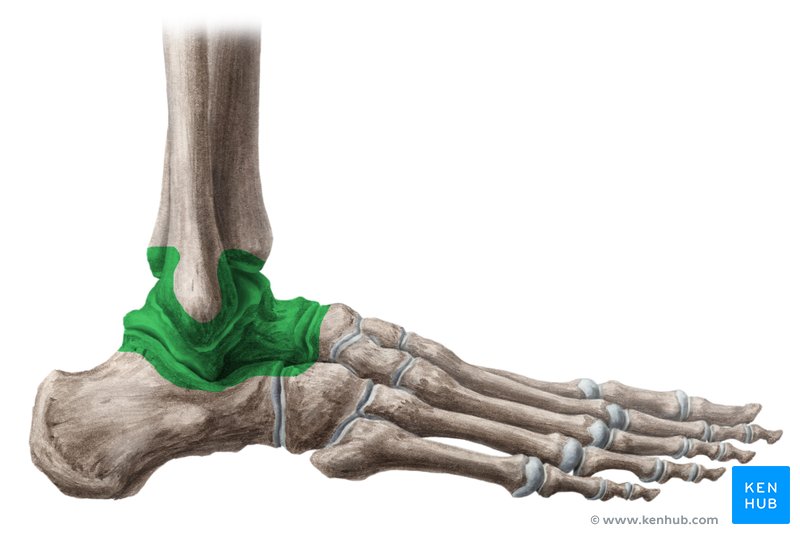 Ankle joint (articulatio talocruralis)