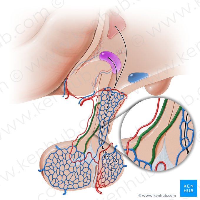 Veias porta-hipofisárias longas (Venae portales hypophysiales longae); Imagem: Paul Kim