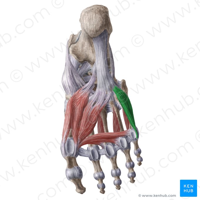 Músculo flexor corto del quinto dedo (Musculus flexor digiti minimi brevis pedis); Imagen: Liene Znotina