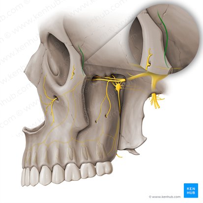 Zygomaticotemporal nerve (Nervus zygomaticotemporalis); Image: Paul Kim