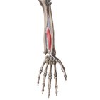 Extensor pollicis longus muscle