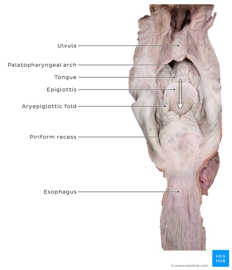 Intact larynx - posterior view - cadaveric image