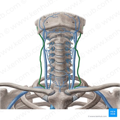 Vena yugular externa (Vena jugularis externa); Imagen: Yousun Koh