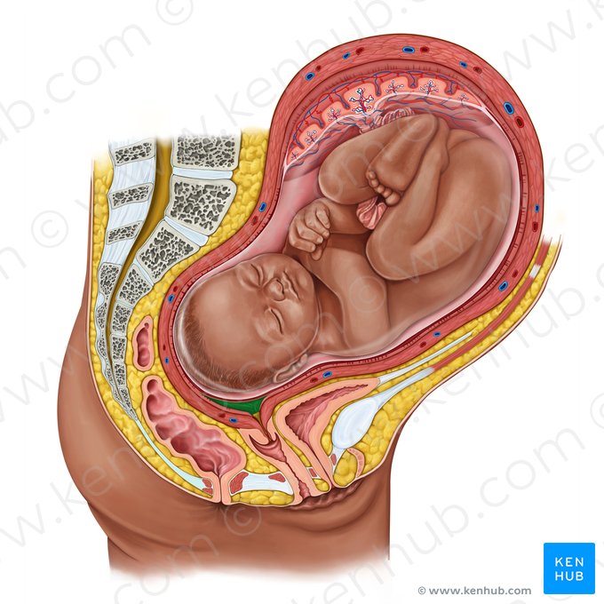Cavidad uterina (Cavitas uteri); Imagen: Irina Münstermann