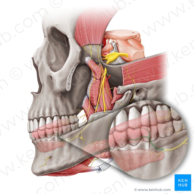 Ramos linguais do nervo lingual (Rami linguales nervi lingualis); Imagem: Paul Kim