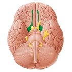 Nervus olfactorius und Geruchssinn