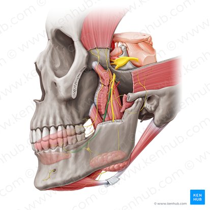 a) Anatomic overview of the posterior division of the mandibular nerve