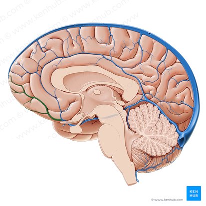 Vena anterior cerebri (Vordere Hirnvene); Bild: Paul Kim