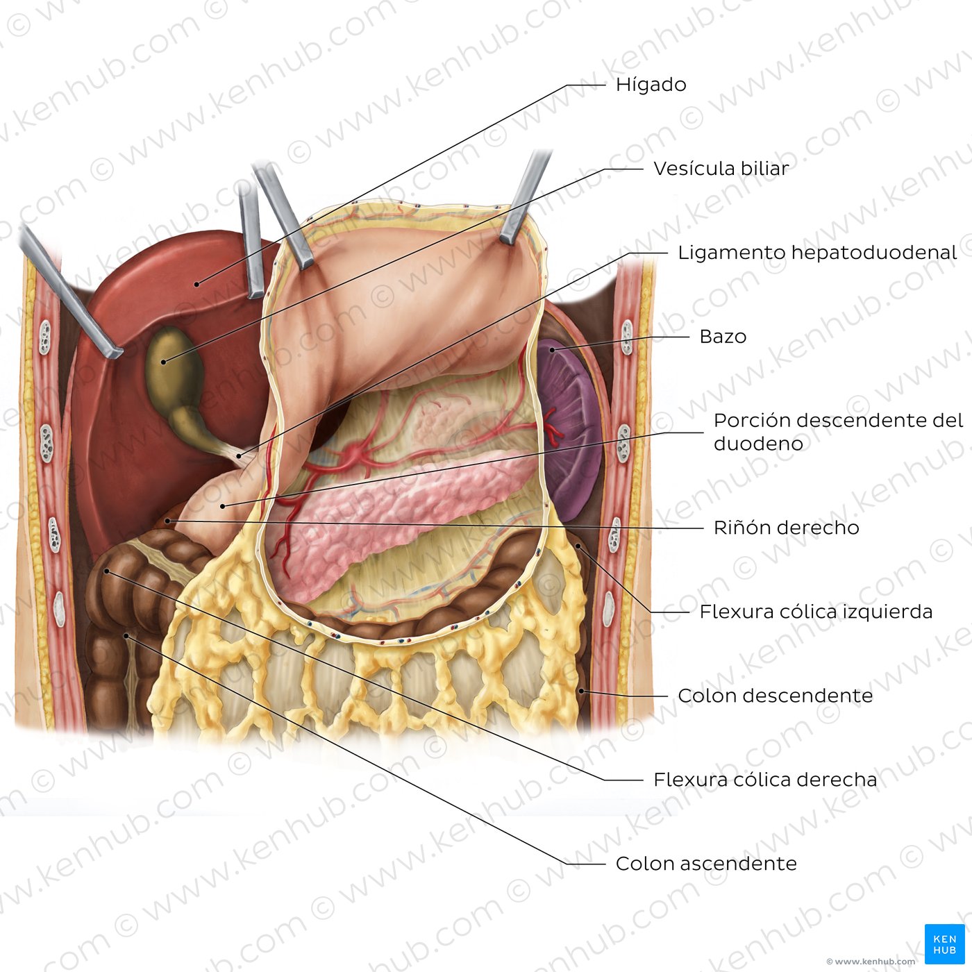 Bolsa omental