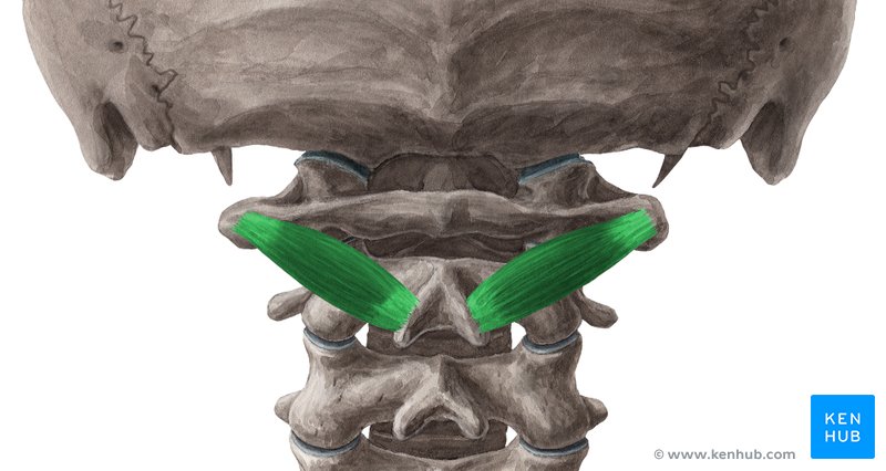 Obliquus capitis inferior muscle (Musculus obliquus capitis inferior)
