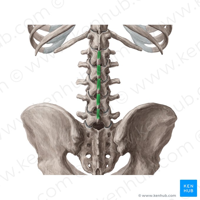 Musculi interspinales lumborum (Zwischendornmuskeln der Lende); Bild: Yousun Koh