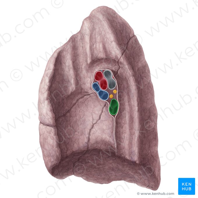 Vena pulmonar inferior derecha (Vena pulmonalis inferior dextra); Imagen: Yousun Koh