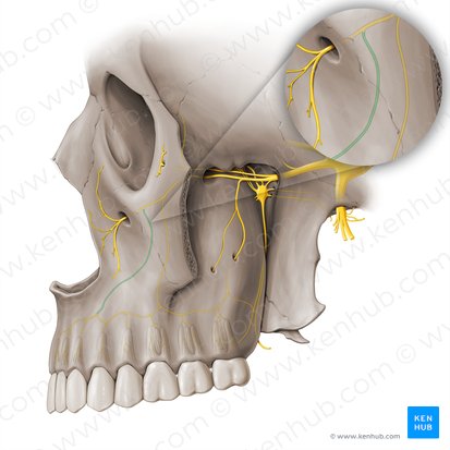 Nervo alveolar superior anterior (Nervus alveolaris superior anterior); Imagem: Paul Kim