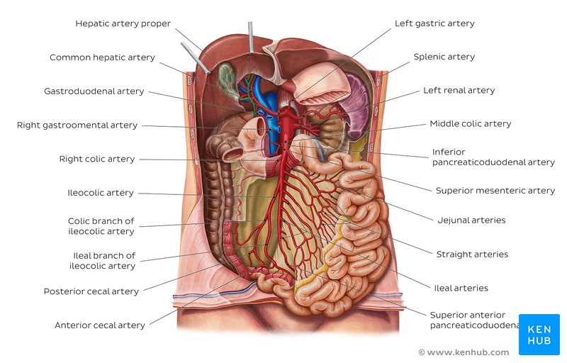 Blood supply of the small intestine: Diagram