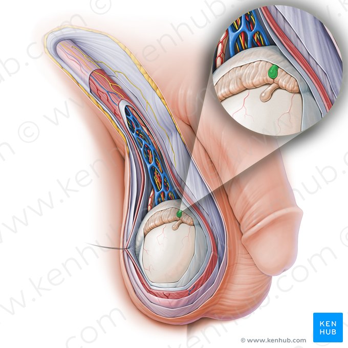 Appendix of epididymis (Appendix epididymidis); Image: Paul Kim