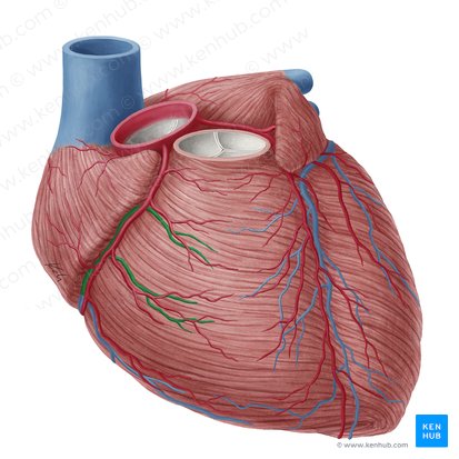 Venae anteriores ventriculi dextri (Vordere Venen der rechten Herzkammer); Bild: Yousun Koh