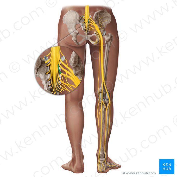 Nerf spinal S2 (Nervus spinalis S2); Image : Irina Münstermann