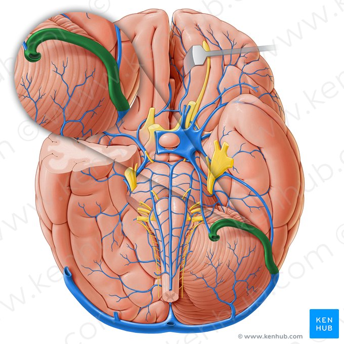 Sigmoid sinus (Sinus sigmoideus); Image: Paul Kim