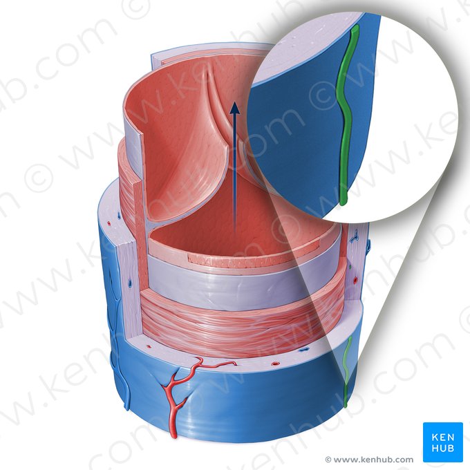 Nervi vasorum de veia (Nervi vasorum venae); Imagem: Paul Kim