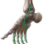 Tendon sheaths in the foot