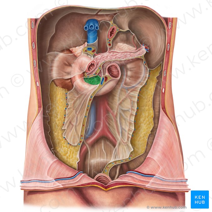 Caput pancreatis (Kopf der Bauchspeicheldrüse); Bild: Irina Münstermann