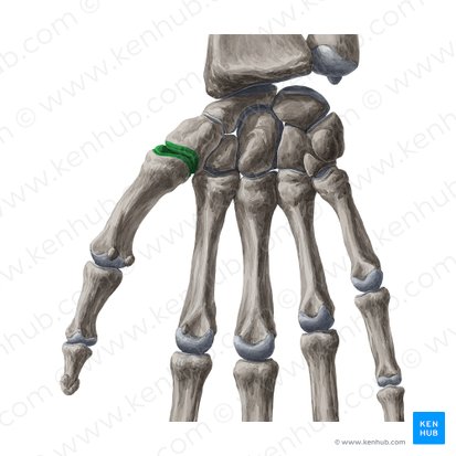 Saddle joint (Articulatio sellaris); Image: Yousun Koh