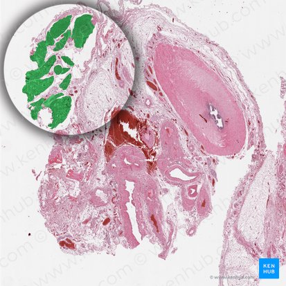 Cremaster muscle (Musculus cremaster); Image: 