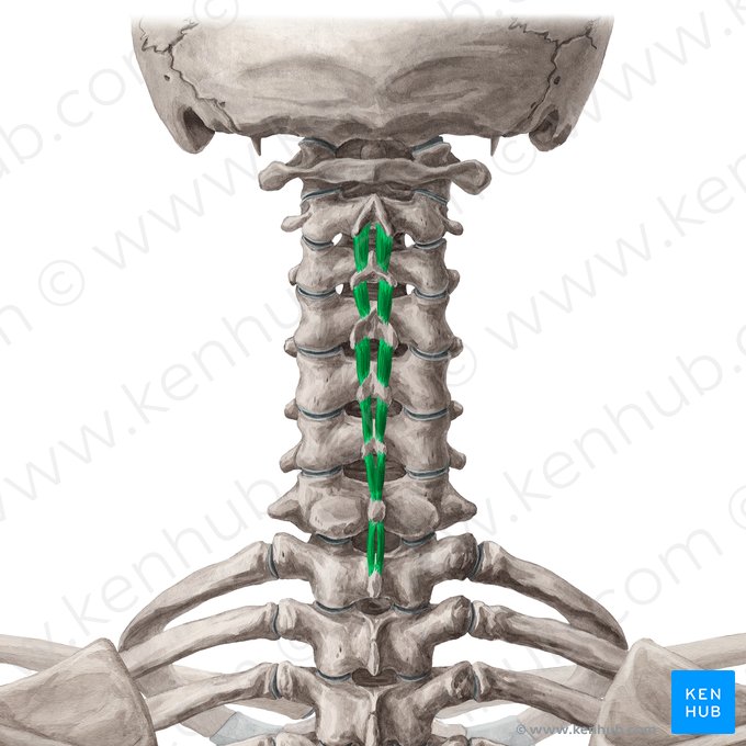 Músculos interespinosos cervicales (Musculi interspinales cervicis); Imagen: Yousun Koh