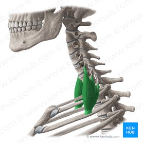 Musculus scalenus posterior (Hinterer Treppenmuskel); Bild: Yousun Koh
