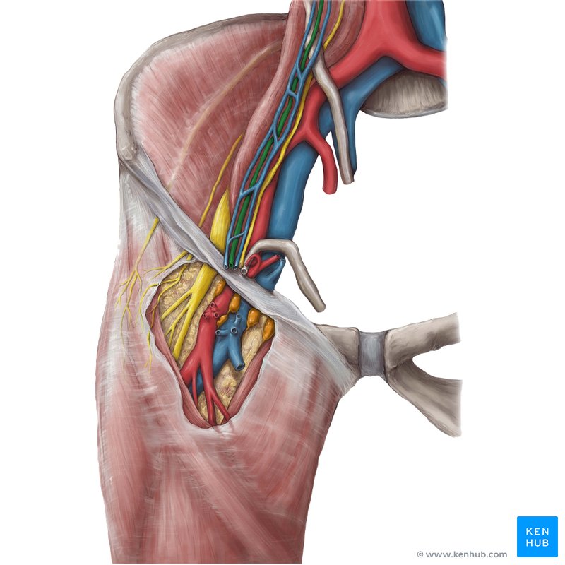 Testicular artery (Arteria testicularis)