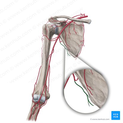 Thoracodorsal artery (Arteria thoracodorsalis); Image: Yousun Koh
