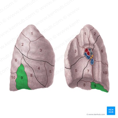 Segmento basilar lateral do pulmão direito (Segmentum basale laterale pulmonis dextri); Imagem: Paul Kim