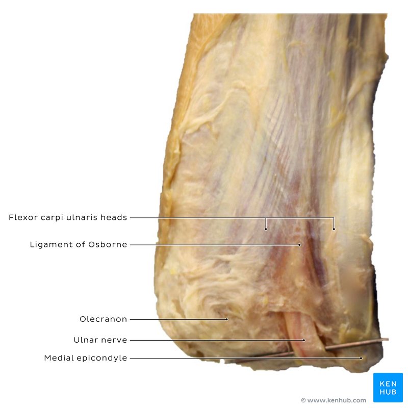 Ligament of Osborne