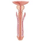 Penis und Harnröhre 