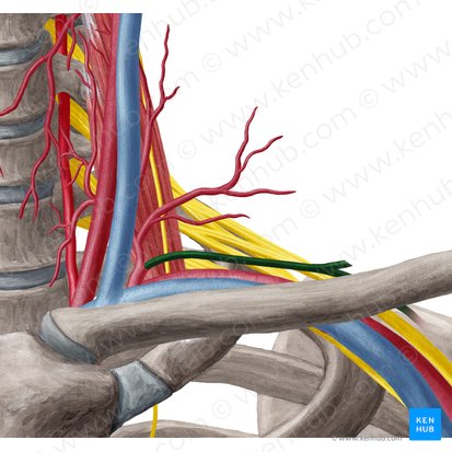 Suprascapular artery (Arteria suprascapularis); Image: Yousun Koh